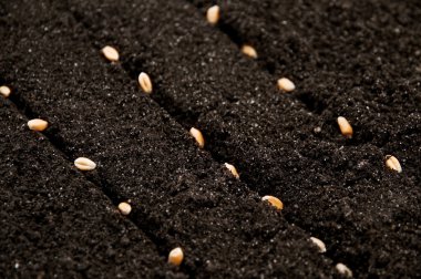 Seeds clipart