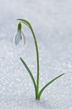 Snowdrop clipart