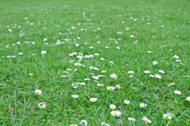 Marguerite.