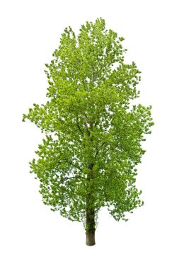 Tree clipart