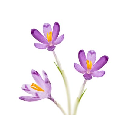 Flower clipart