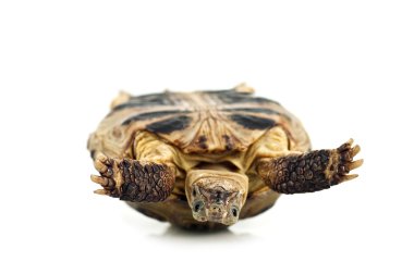 Tortoise clipart