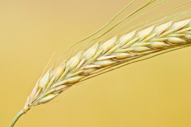 Olgun sarı buğday