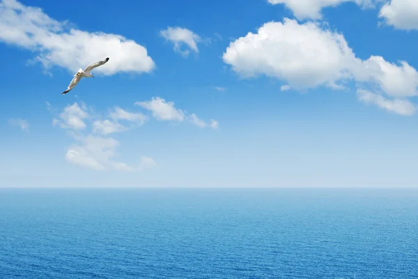 海の上を飛ぶ白いカモメ — ストック写真