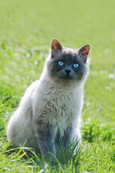 Siamese cat on green lawn — Stock Photo, Image