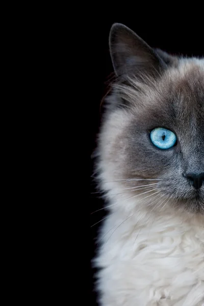 Siamese katt porträtt — Stockfoto