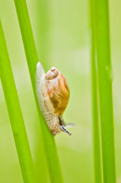 蜗牛！ — 图库照片