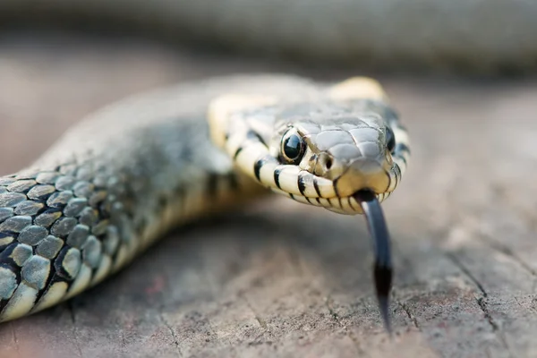 Serpent — Photo
