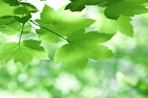 잎 — 스톡 사진