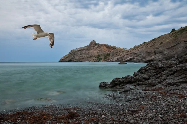 Gaviota —  Fotos de Stock