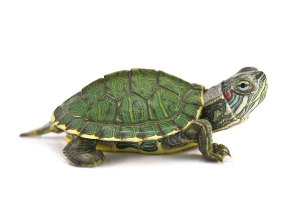 Tortoice — Stock Photo, Image