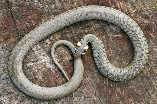 Φίδι — Φωτογραφία Αρχείου