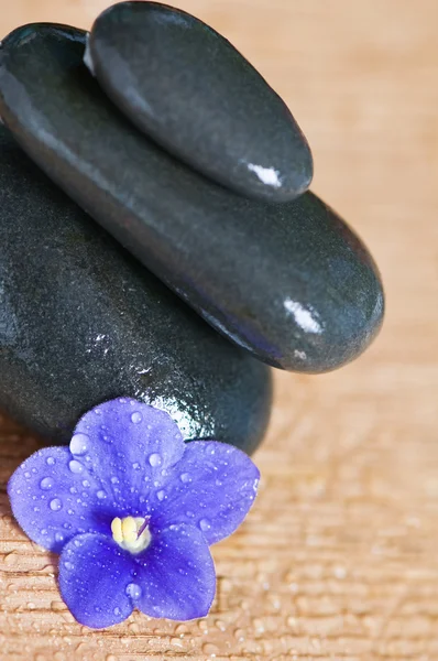 Спа концепція з каменем і квіткою — стокове фото