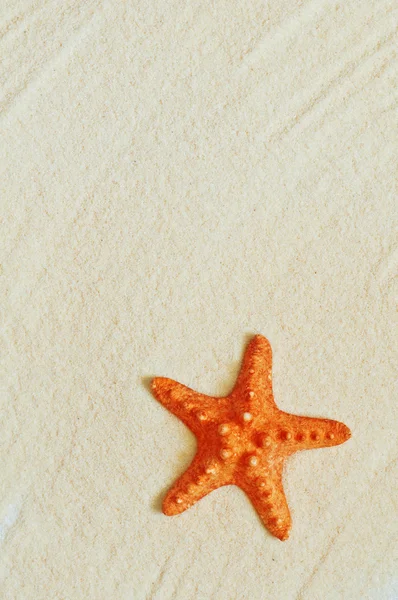 Étoile de mer — Photo
