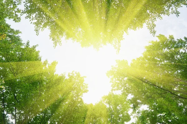 Yeşil orman yaprakları ve sun ray — Stok fotoğraf