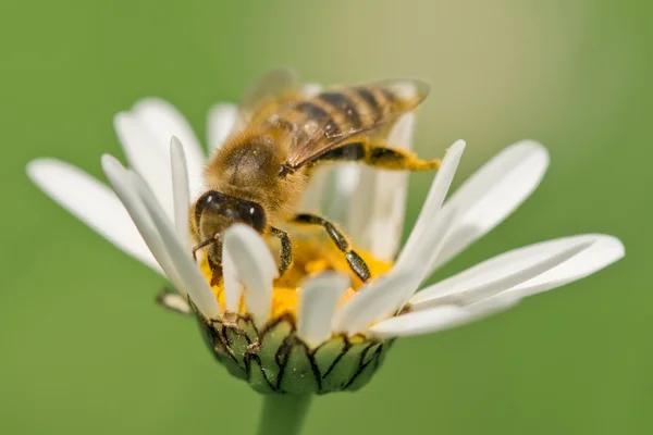 Working bee on chamomile — Stockfoto