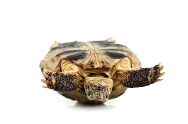 乌龟，乌龟 — 图库照片