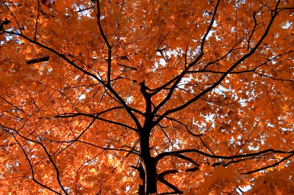Beautiful red tree with black stem by autumn — Zdjęcie stockowe