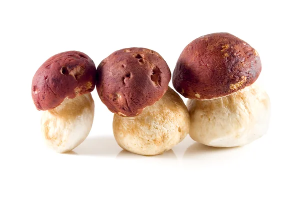 Três pequenos cogumelos brancos no fundo branco — Fotografia de Stock