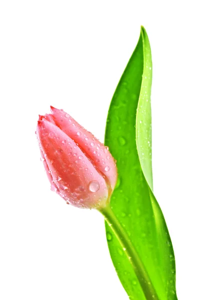 Tulipán — Stock fotografie