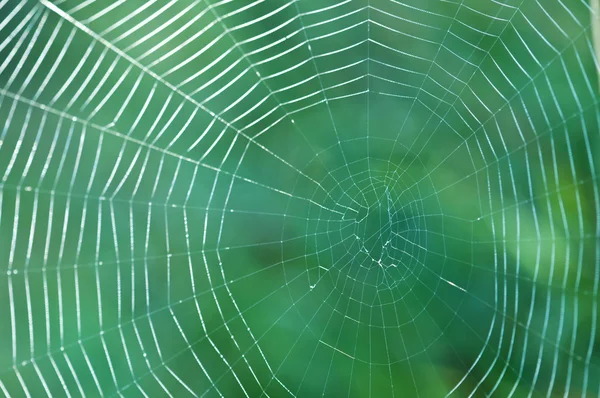 Web em fundo verde closeup — Fotografia de Stock