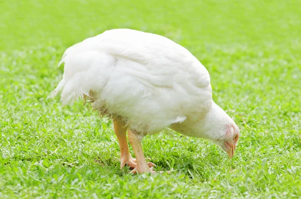 Kyckling i oljesås — Stockfoto
