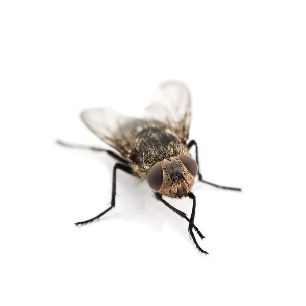 Μύγα που απομονώνονται σε λευκό φόντο — Φωτογραφία Αρχείου