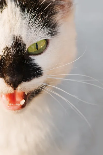 Пятнистая кошка с открытым ртом — стоковое фото