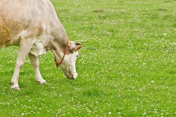 Бежевая пасущаяся корова на зеленом поле — стоковое фото