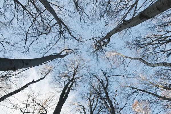 Ağaçlar — Stok fotoğraf