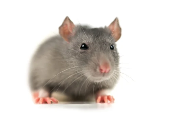 stock image Grey rat