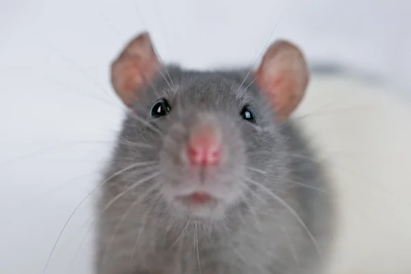 Ratto grigio — Foto Stock