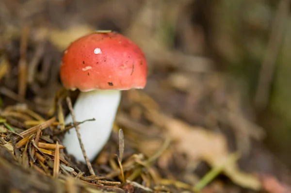 蘑菇；蘑菇 — 图库照片