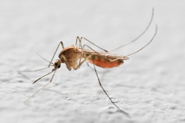 Komar — Zdjęcie stockowe