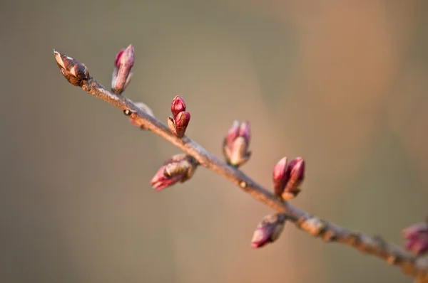 Capullo rojo primavera — Foto de Stock