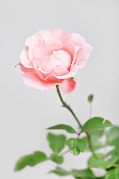 Rosa. — Foto Stock