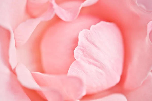 花弁 — ストック写真