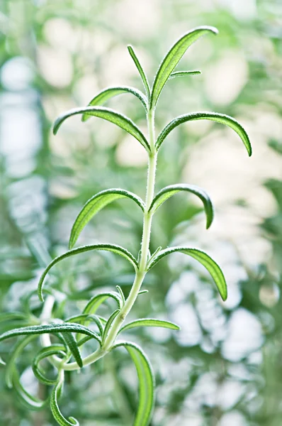 Rosemary — Stock Photo, Image