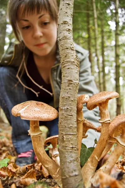 stock image Mushrooms