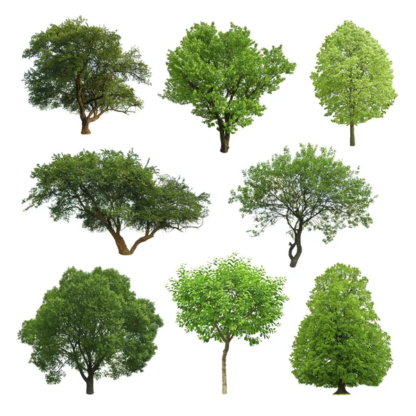 Baum Stockbild