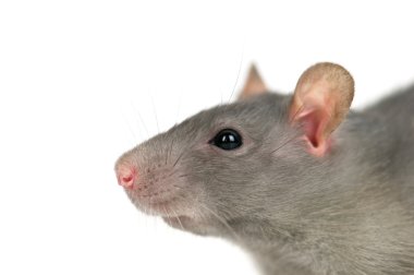 Rat_isol