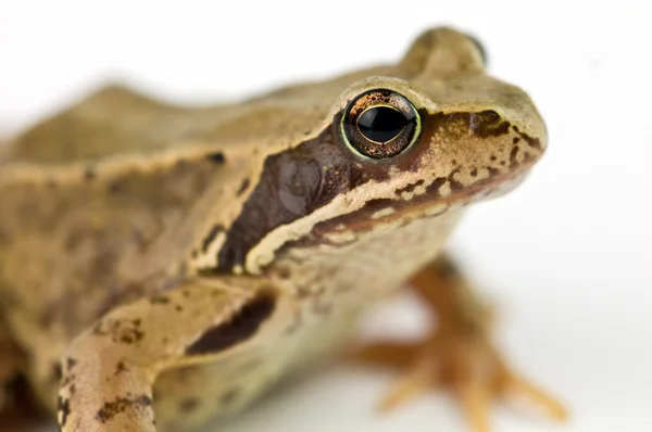 Froggy — Foto Stock