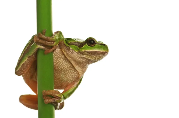 Tree_frog — Stockfoto