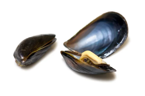 Mossel — Stockfoto