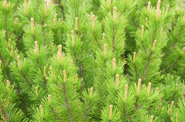 Pine _ closeup — Fotografia de Stock