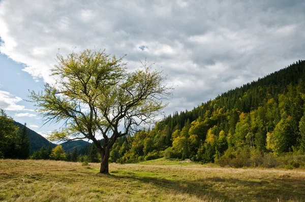 ต้นไม้และป่า — ภาพถ่ายสต็อก