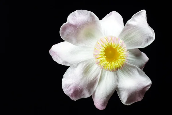 花のクローズ アップ — ストック写真
