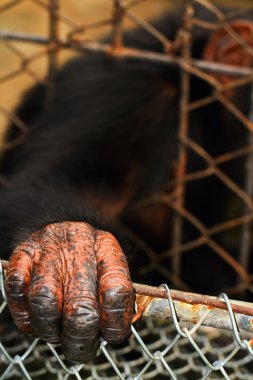 Orangutan hand clipart