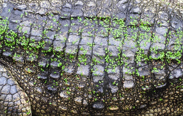 Крокодиловая кожа — стоковое фото