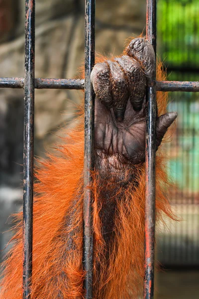동물 손 — 스톡 사진